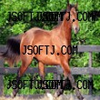 Irish Draught Horse Screensaver