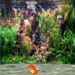 3D Fish Screensaver شاشات توقف اسماك